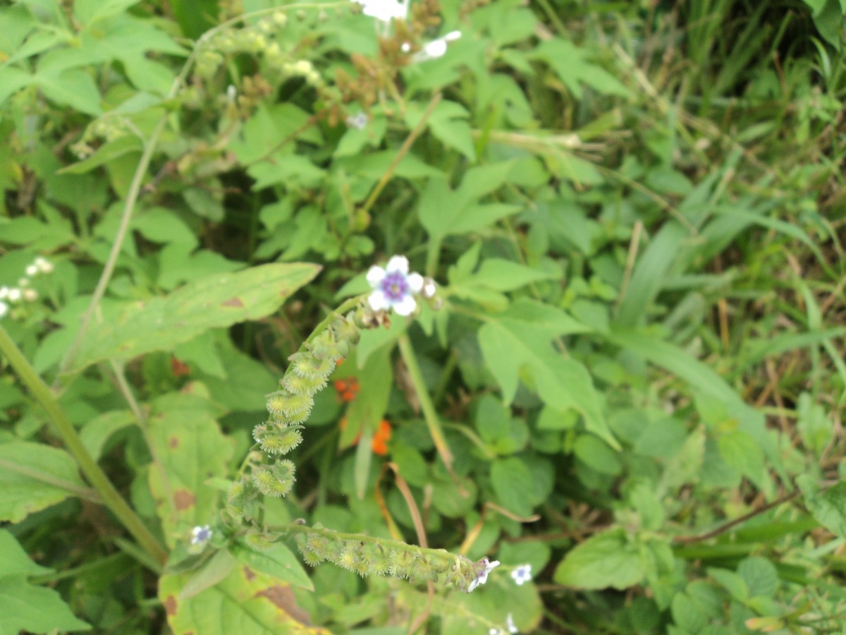 Cynoglossum